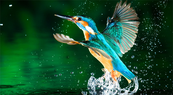 kingfisher-001.jpg