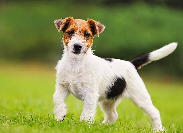 hairy jack russell terrier