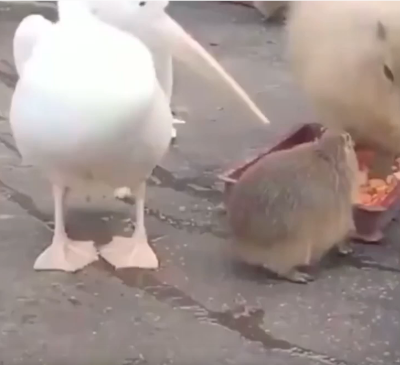 Pelican thinks capybara would be a nice snack.